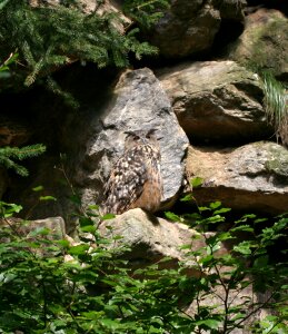 Bavarian forest owl bavaria