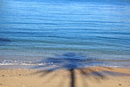 Frond palm sea