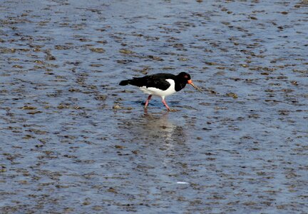 Birds watt birds sea birds photo