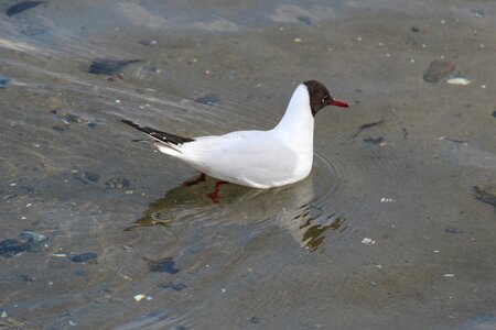 Gulls seagull water bird photo