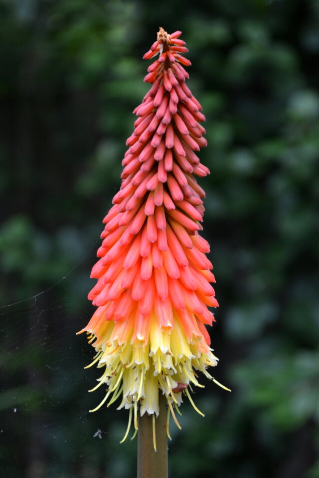 African lily knoffler torch lily