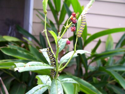 Milkweed plant outside