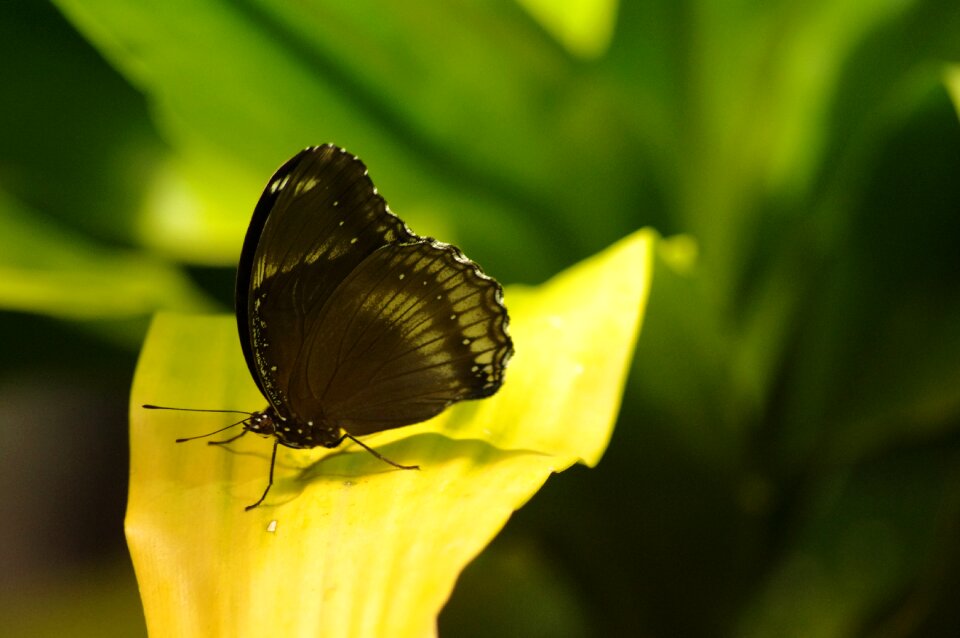 Animal nature green