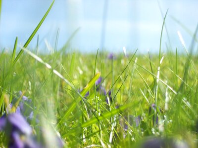 Nature spring meadow sky photo