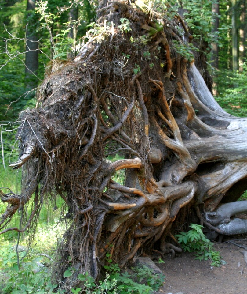 Pulled out upset bavarian forest