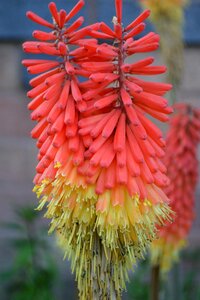 Tritoma african lily knoffler