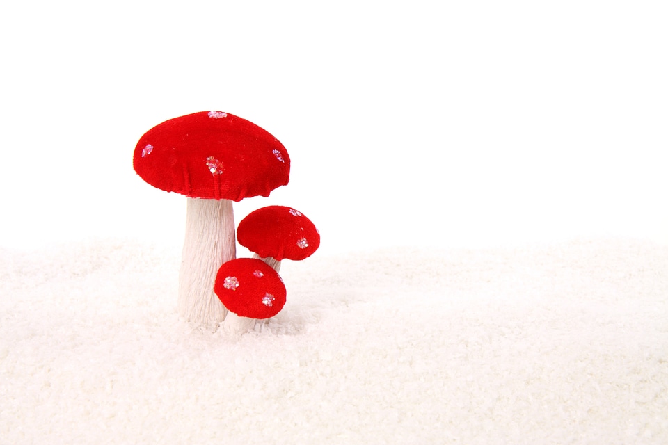 Holiday isolated mushroom