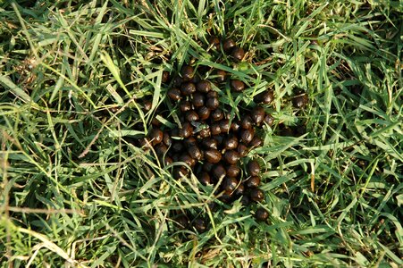 Fly fertilizer nature