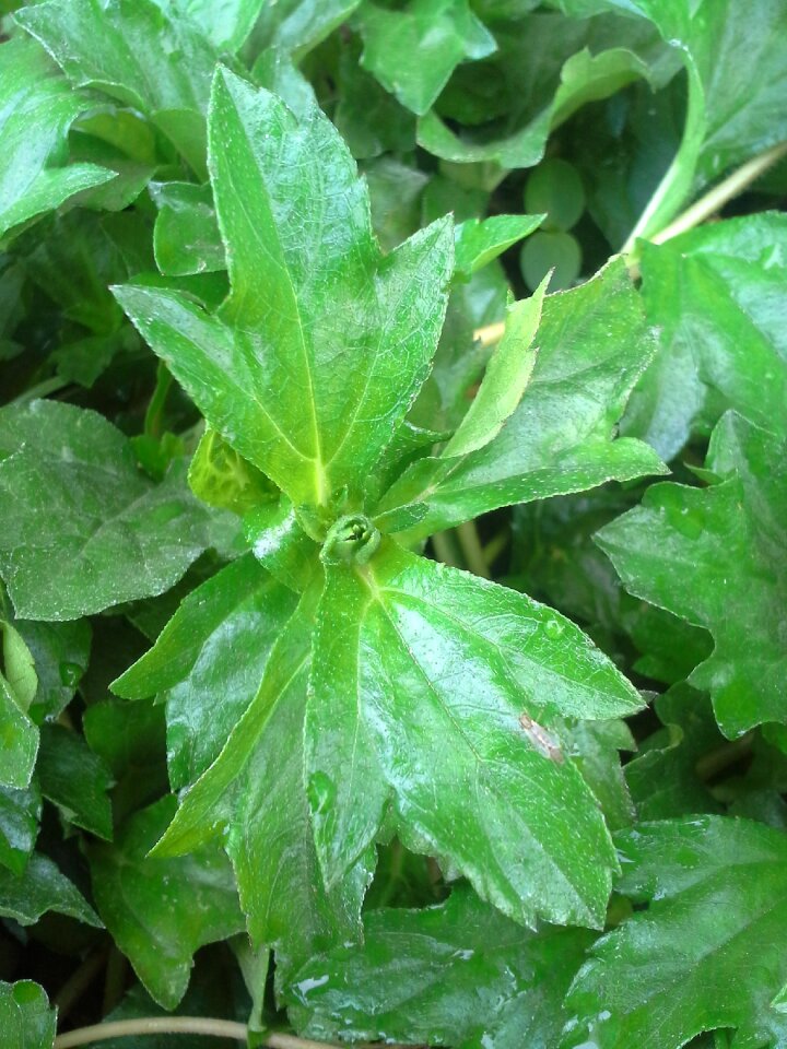 Green forest grass