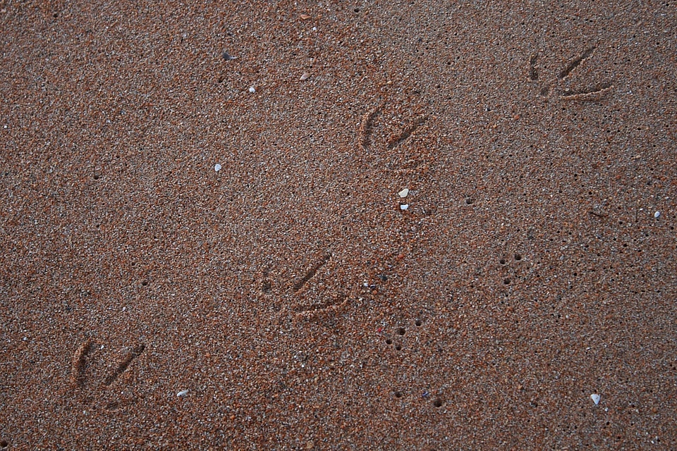 Shore tracks brown