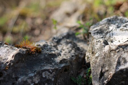 Moss walking in green nature