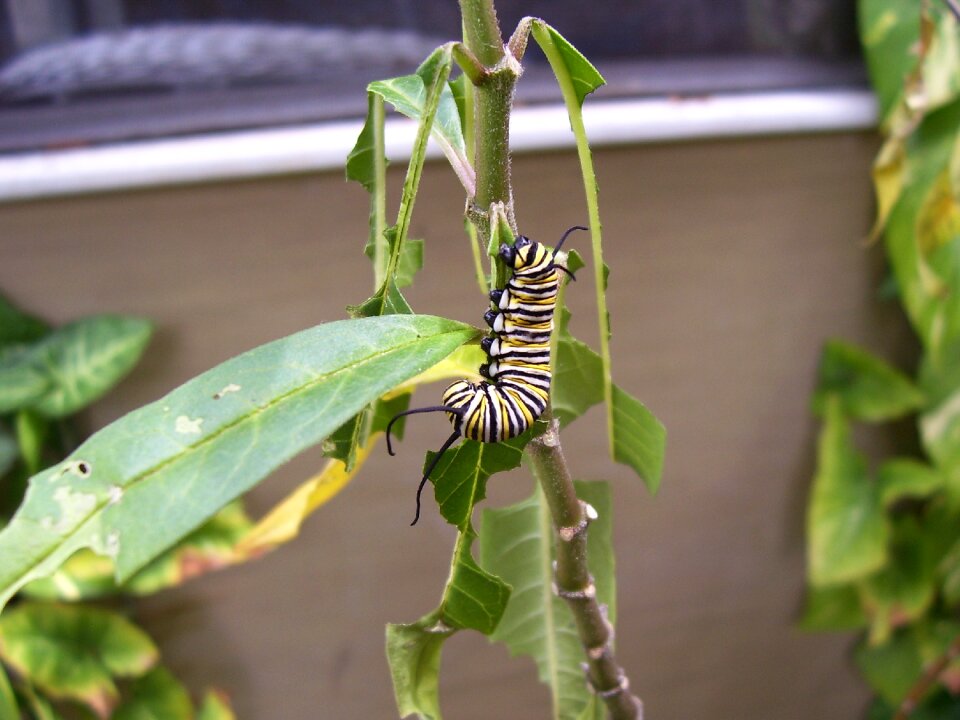Milkweed plant outside