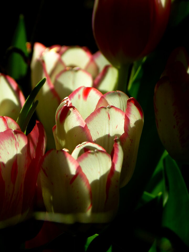 Pink flowers plant