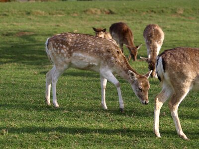 Forest scheu mammal