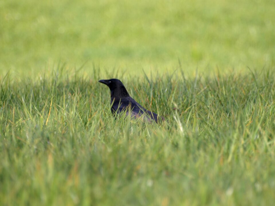 Bird black meadow