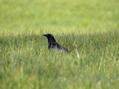 Bird black meadow