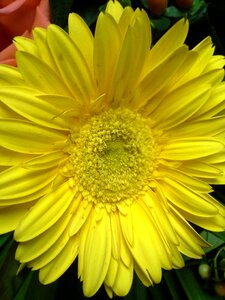 Flora nature yellow
