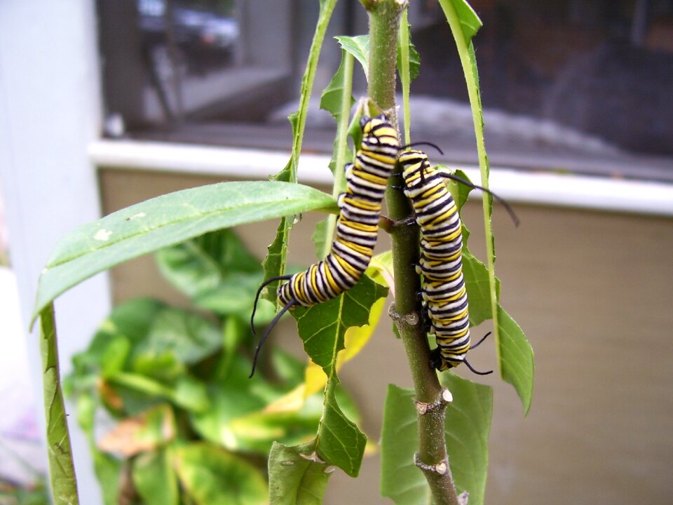 Milkweed plant outside