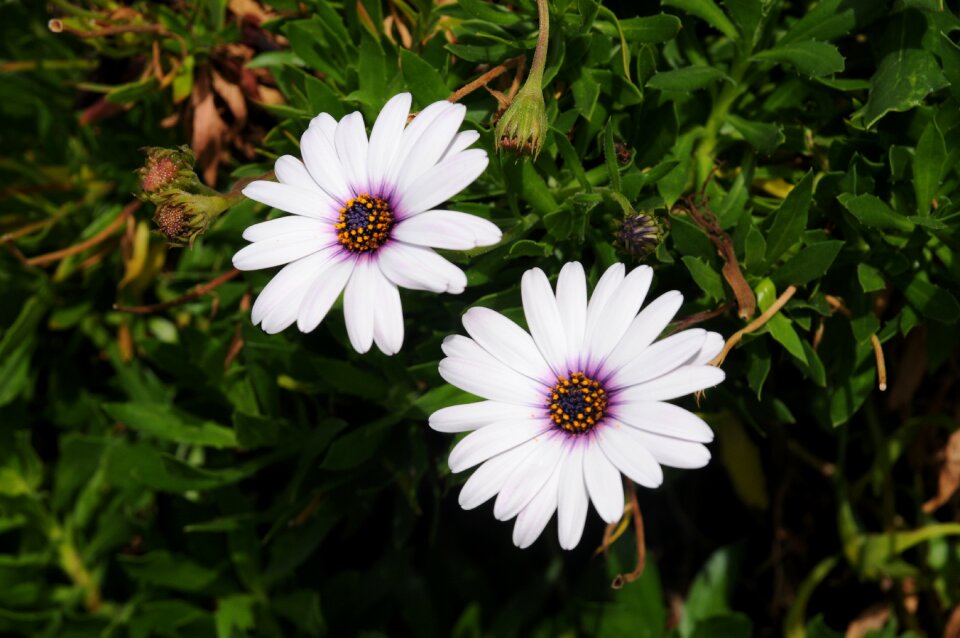 Green meadow plant