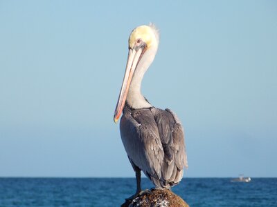 Ave pelican beach photo