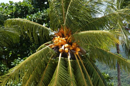 Tropical climate coconut palm tree coconuts photo
