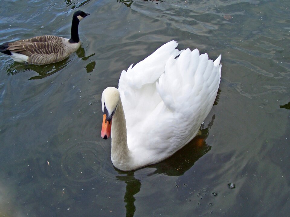 Waterfowl cob male bird