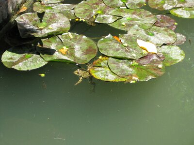 Pond frogs water lilies photo