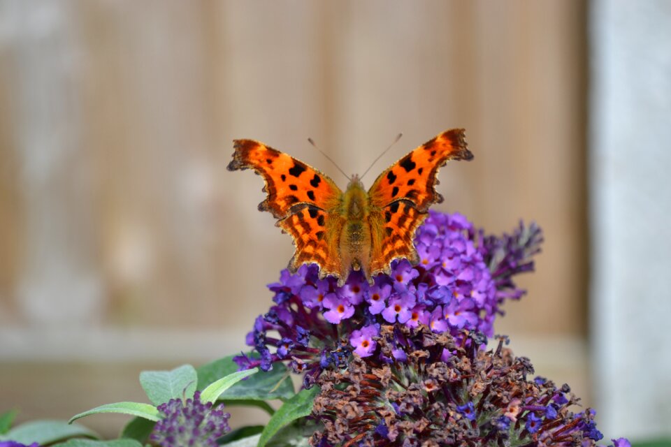 Orange ragged wing comma underside