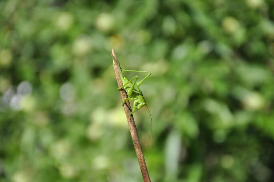 Insect green viridissima
