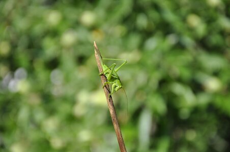 Insect green viridissima photo