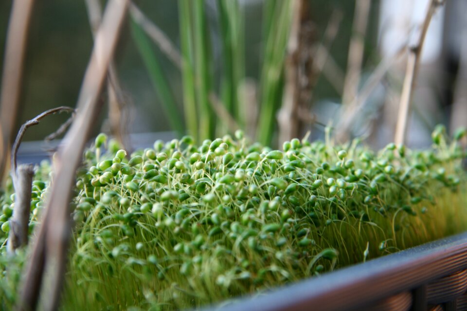 Plant children green