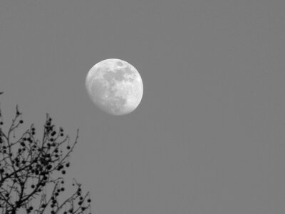 Moon branches mood