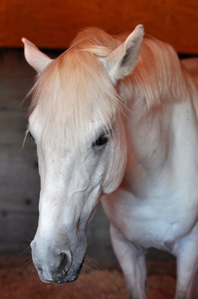 Wild horse animal riding
