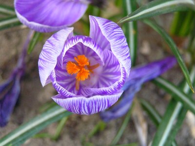 Daisy garden blooms photo