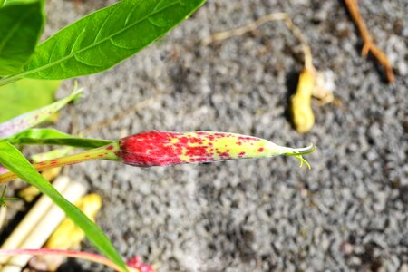 Ozark sunflower oenothera missouriensis 3 inch bell