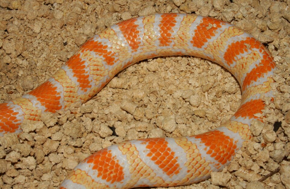 Reptile jungle corn hybrid