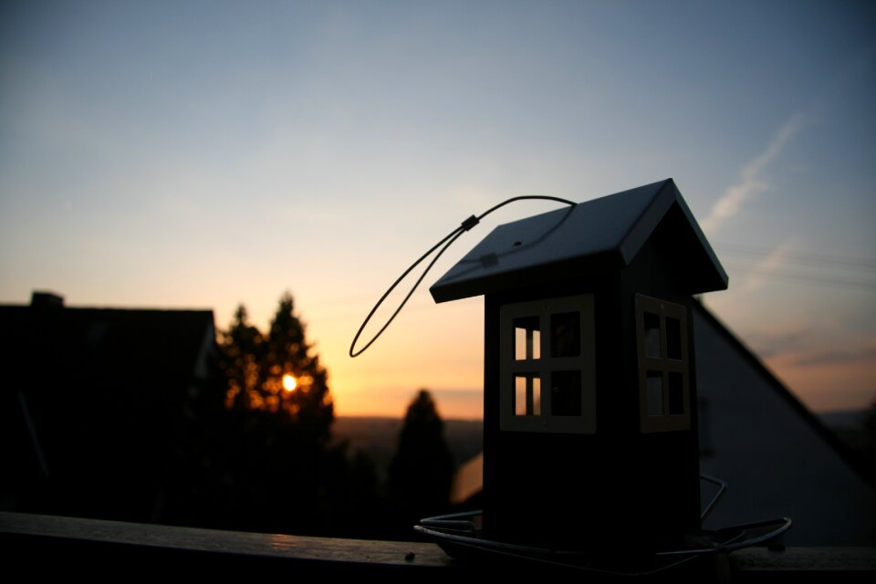 Bird sunset evening