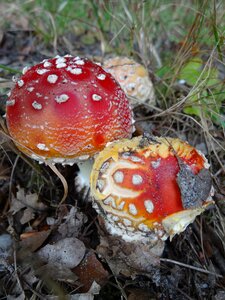 Agaric mushroom red with white dots photo