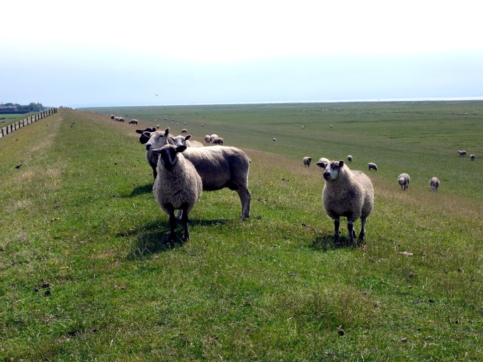 Rest flock of sheep animal