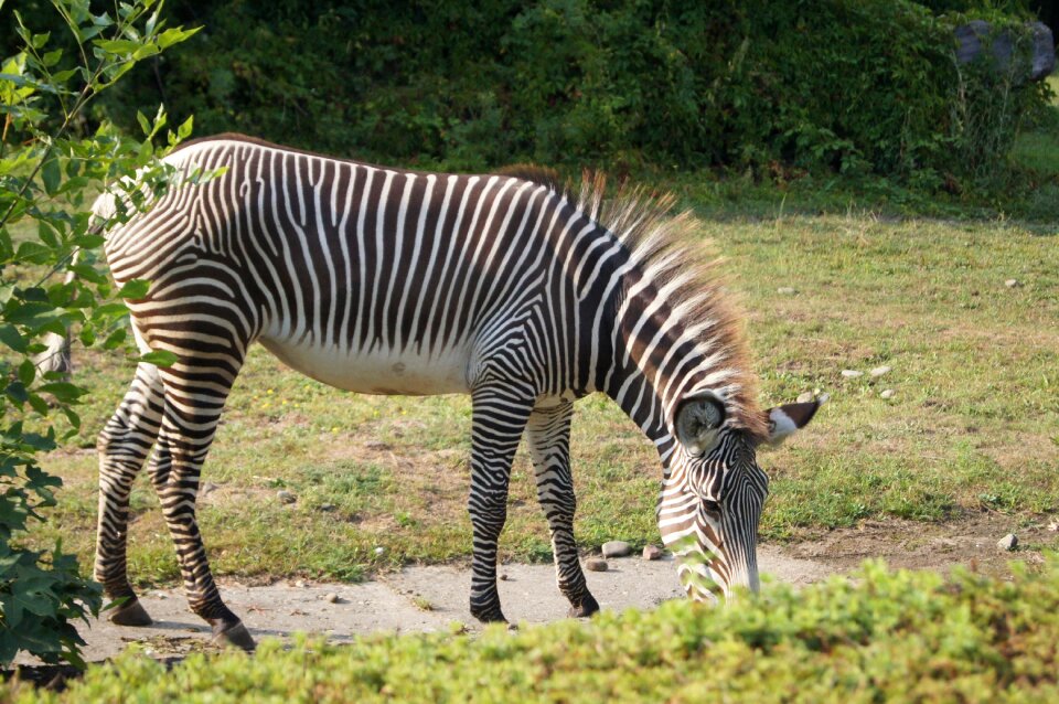 Animals zoo seat belts