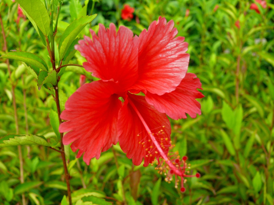 Red dominican republic