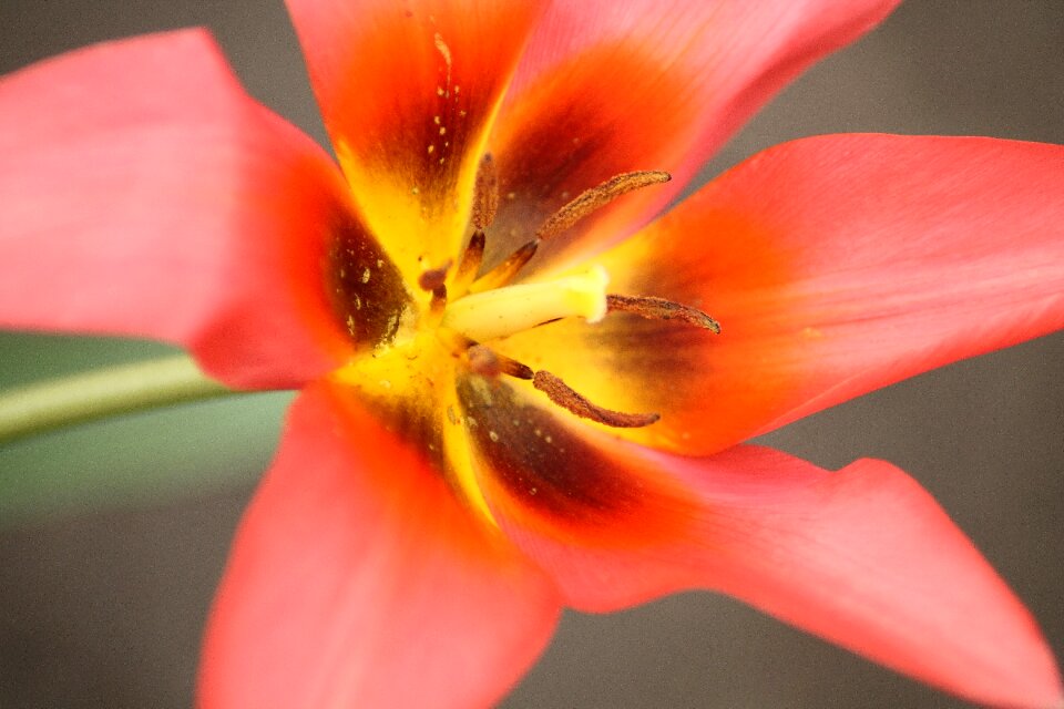 Bloom blossom bloom