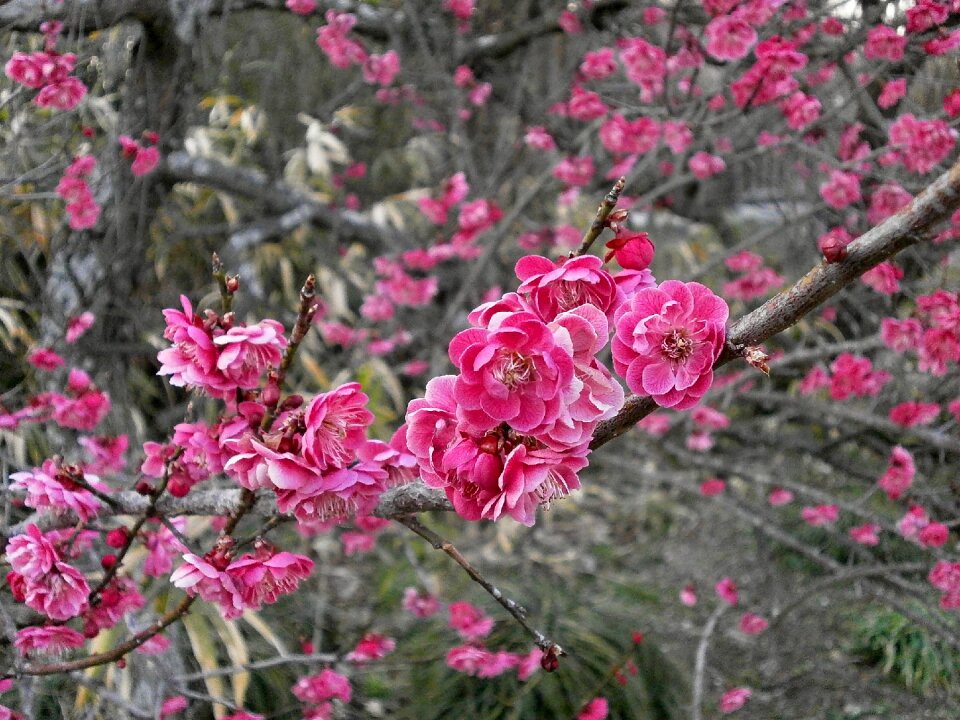 Plum blossoms spring pink