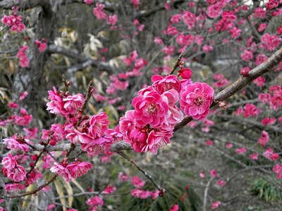 Plum blossoms spring pink