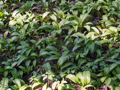 Vegetable plant bavaria upper bavaria photo