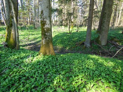 Vegetable plant bavaria upper bavaria photo