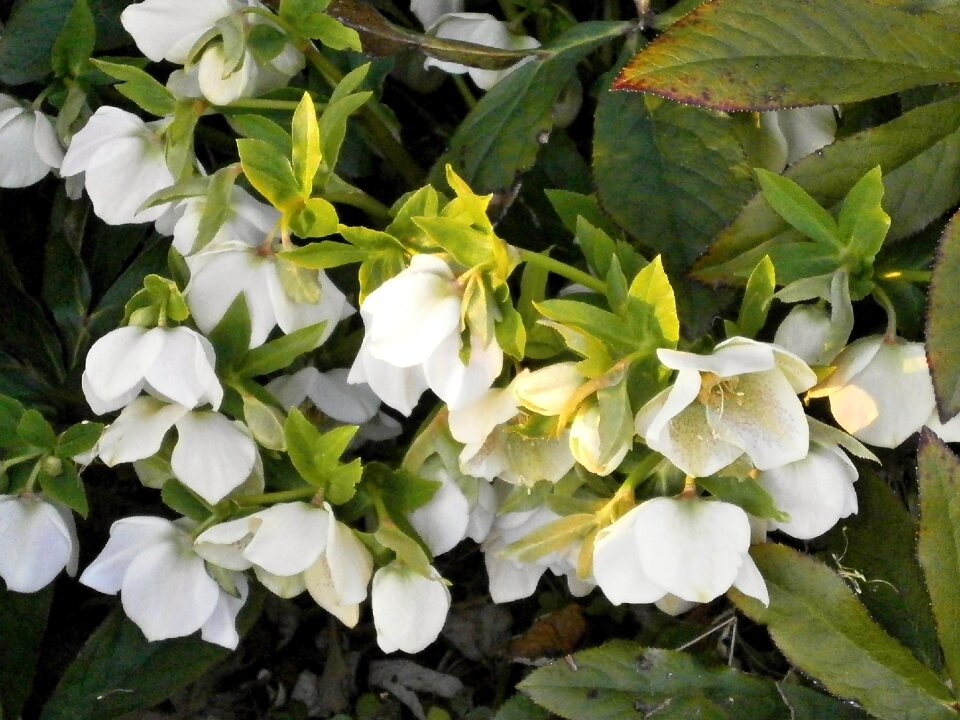 Spring flowers hellebore ranunculaceae