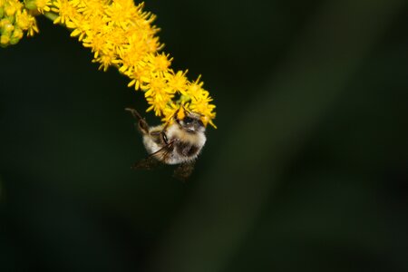 Blossom bloom insect