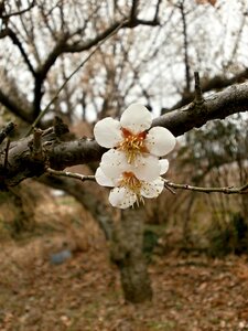 Plum blossoms spring white flowers
