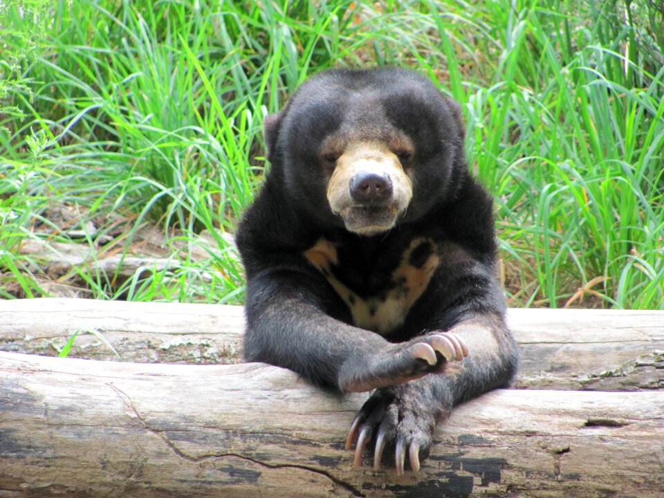 Endangered mammal zoo